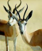 Antelope In Etosha